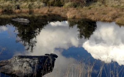 Hva Business Intelligence gjør for deg når du er på ferie