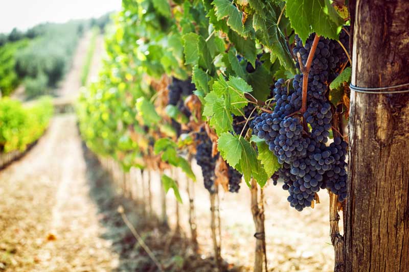 How Wine Producers Are Solving Production Challenges with Technology