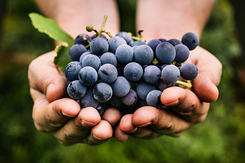 Understanding the Organic Wine Craze