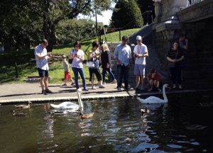 Boston swans