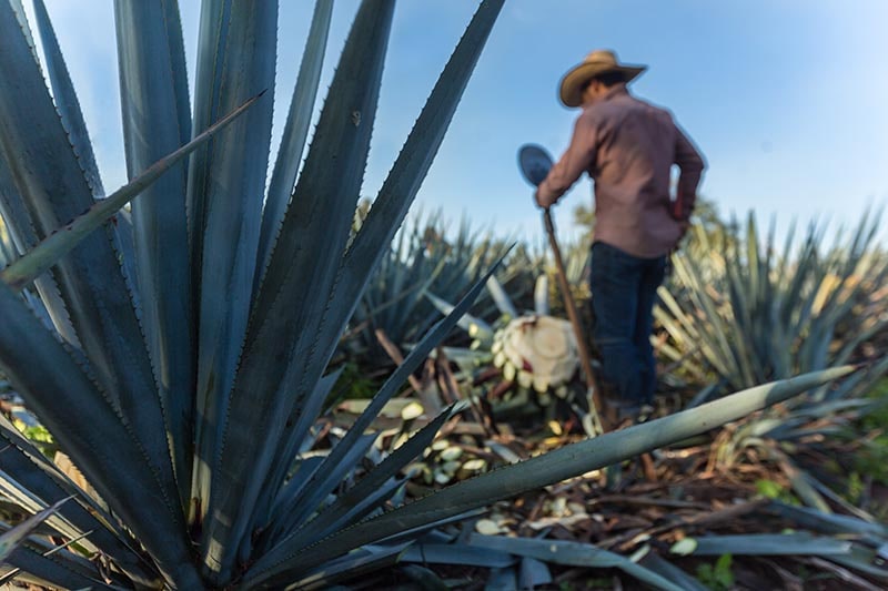 Move Over Tequila: Agave Spirits are the Latest Trend