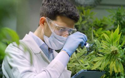 The Cannabis Cultivation Data You Should Be Collecting