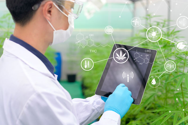 What to Look for in a Cannabis Analytics Solution