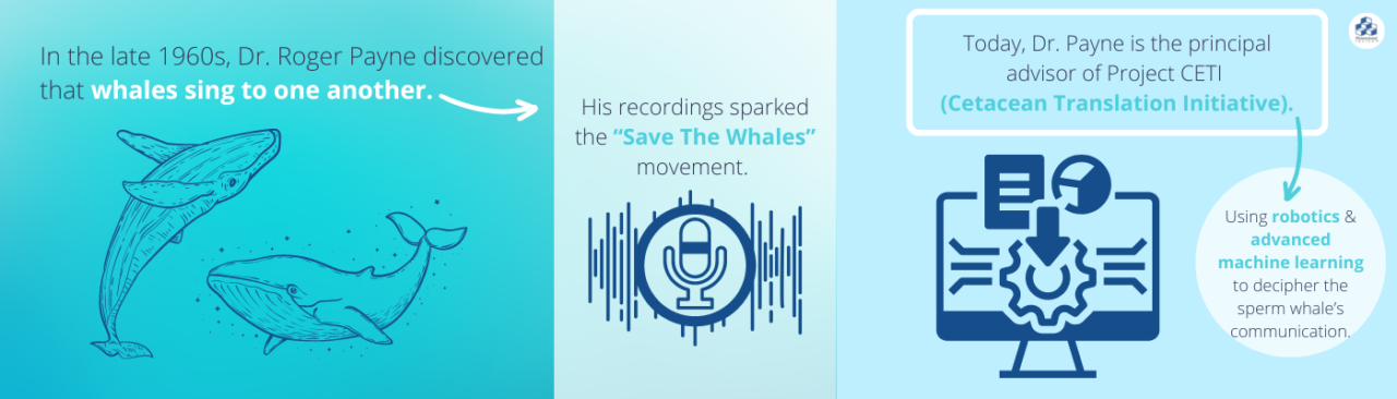 What We Can Learn about Machine Learning from Animal Communication