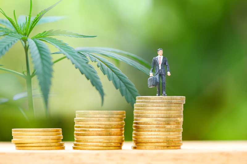 How Data Can Help Your Cannabis Business Survive
